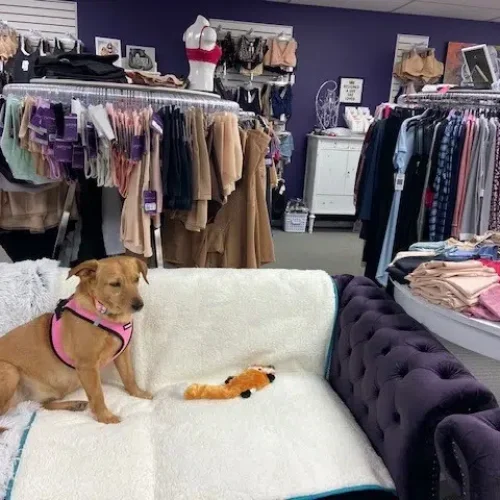 Danas-Dog-on-Couc